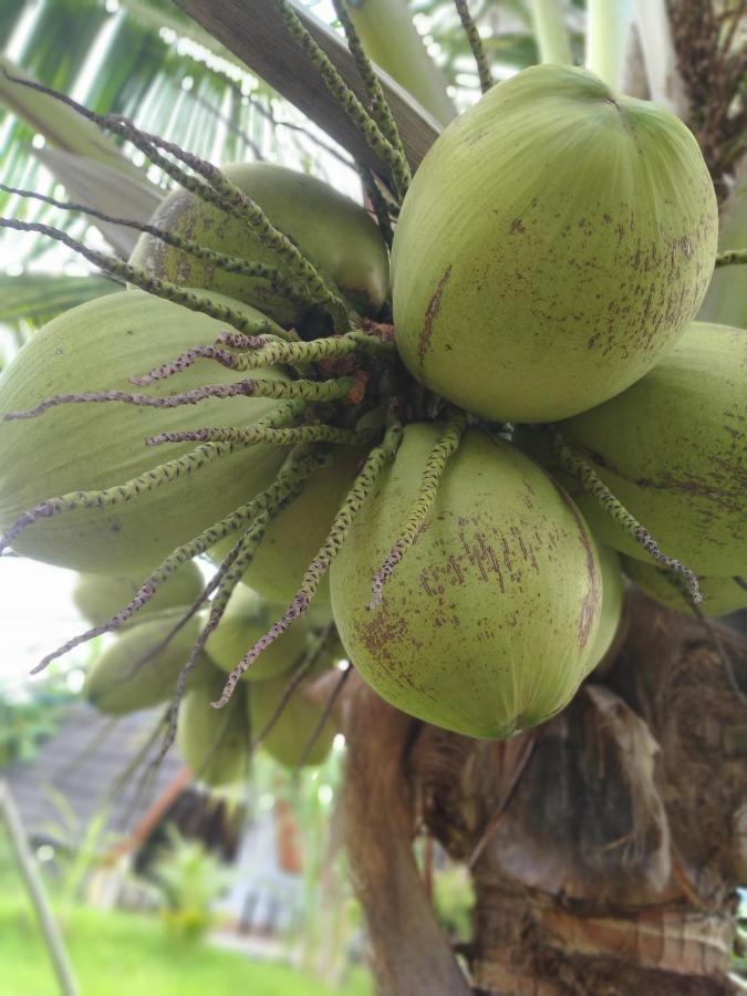 Coconut Gili Meno 호텔 외부 사진